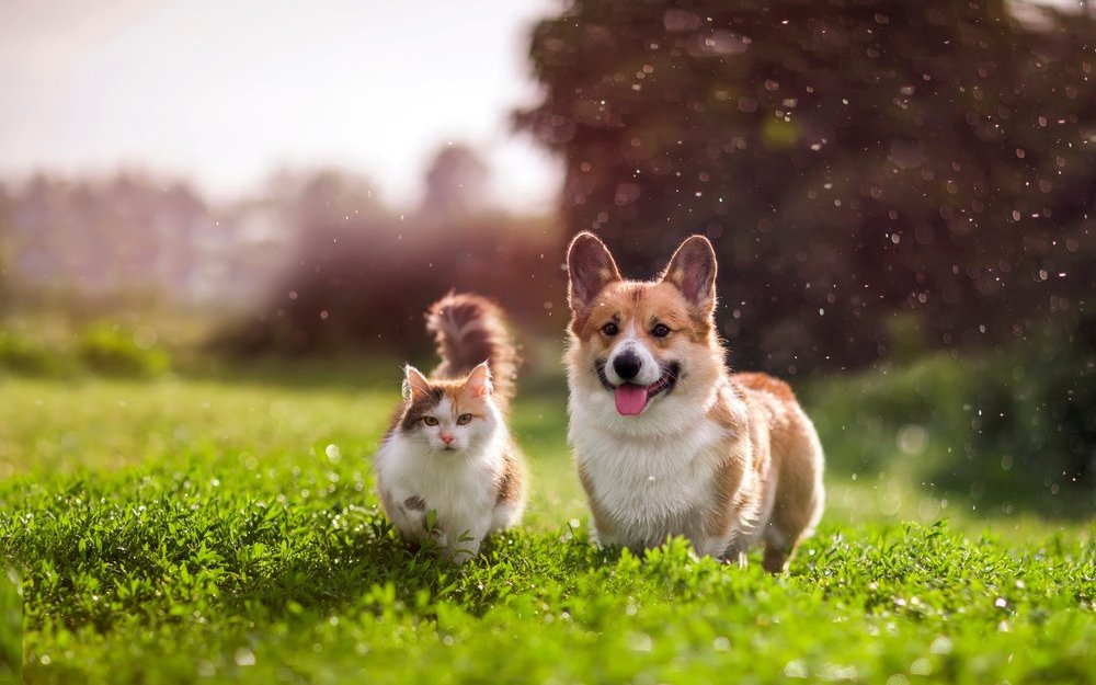Ob Katze oder Hund, ein Netzwerk von Gleichgesinnten ist für Tierhalterinnen und Tierhalter immer wertvoll. Sie finden es in einem Verein. 