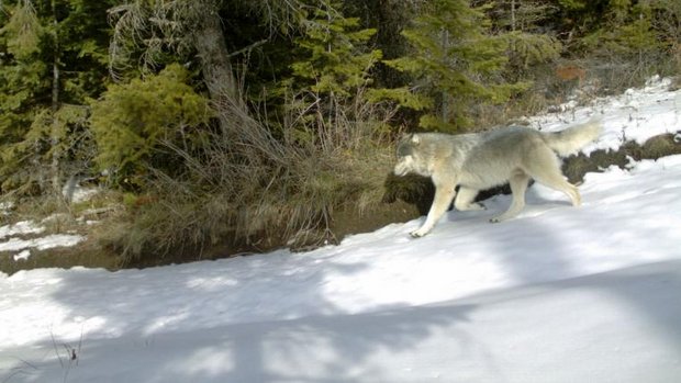 Wolf im Schnee