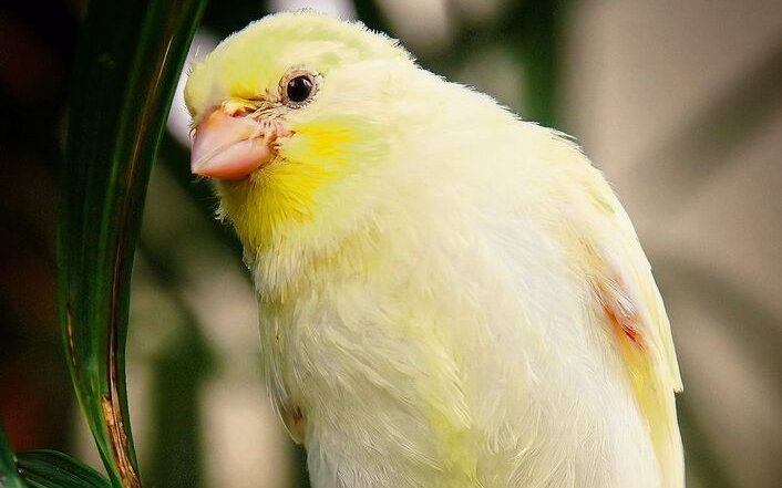 Vögel wie dieser Kanarienvogel fliegen gerne in einer Voliere. 