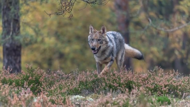 Wolf rennt durch Wald