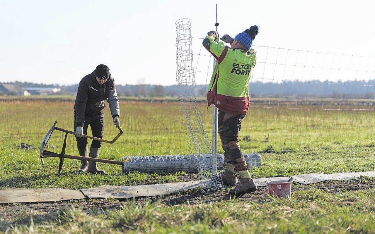 Der Permanentzaun soll Füchse von den Bodenbrütern fernhalten. 
