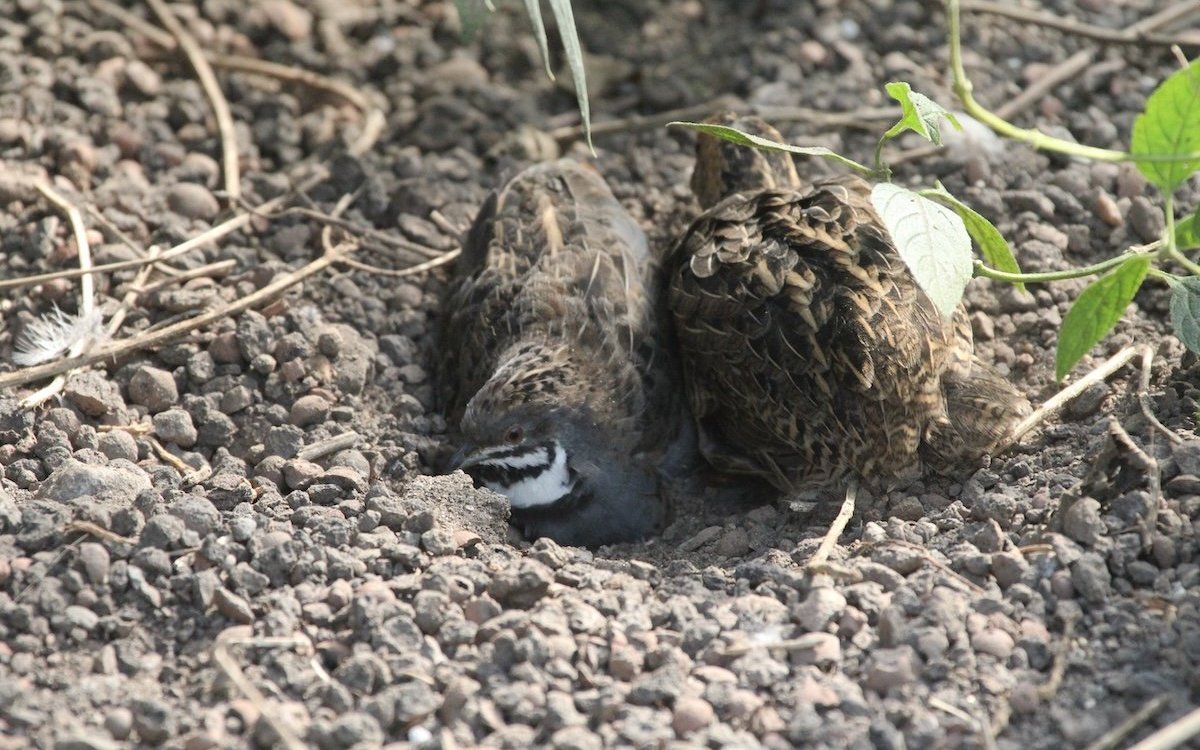 Ein Paar Chinesische Zwergwachteln beim Staubbaden.