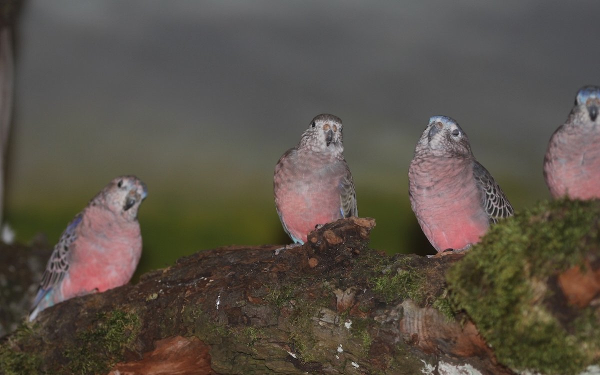 Bourkesittiche sind sehr sozial. 