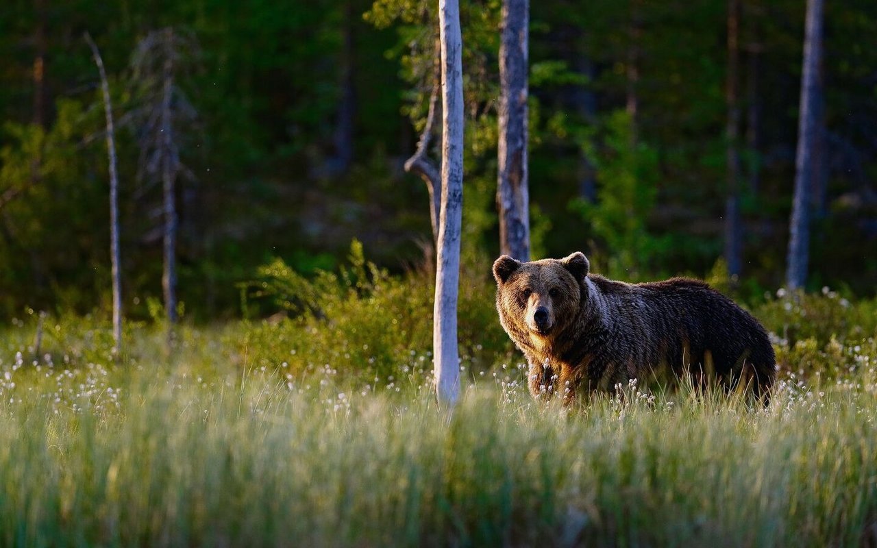 Der Braunbär streift durch den lockeren Wald. 