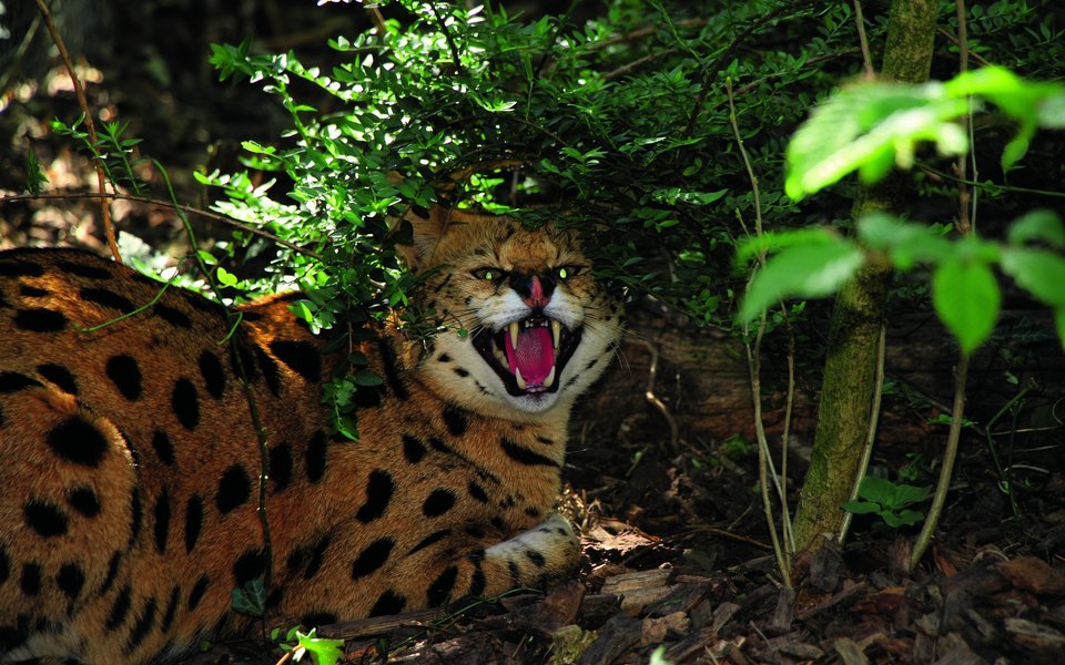 Ein Serval in der Aussenanlage des Bioparcs in Bellevue bei Genf. 