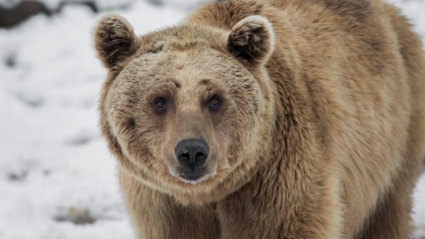 Bär im Tierpark Goldau