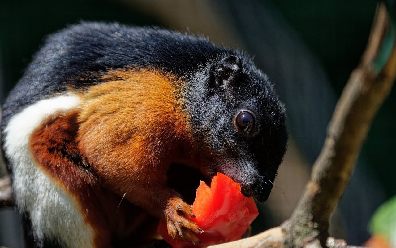 Königsriesenhörnchen fressen Früchte, Blätter, Blumen, Nüsse oder Rinde. 