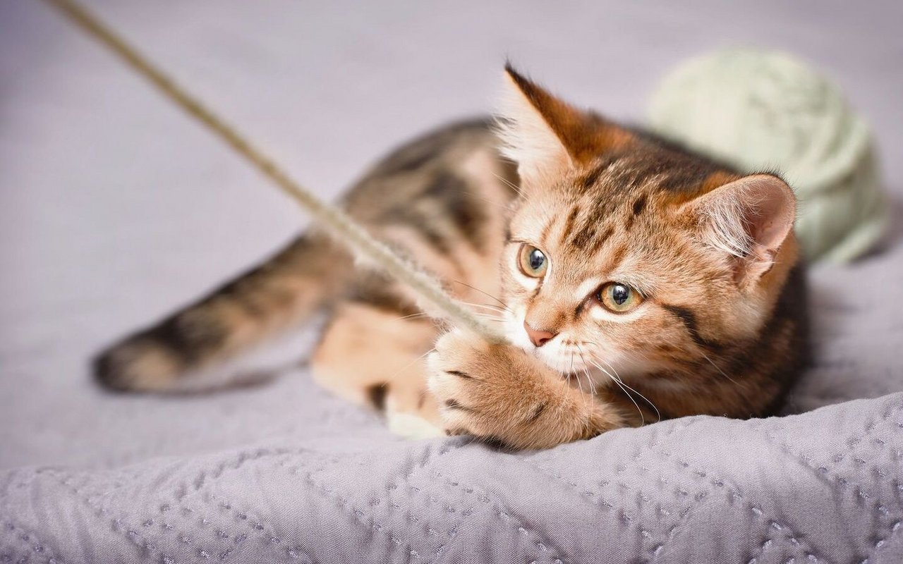 Katzen wirken beruhigend aber durch ihre Verspieltheit auch animierend auf uns Menschen.