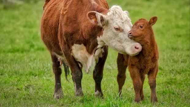 Kuh mit Kalb auf Weide