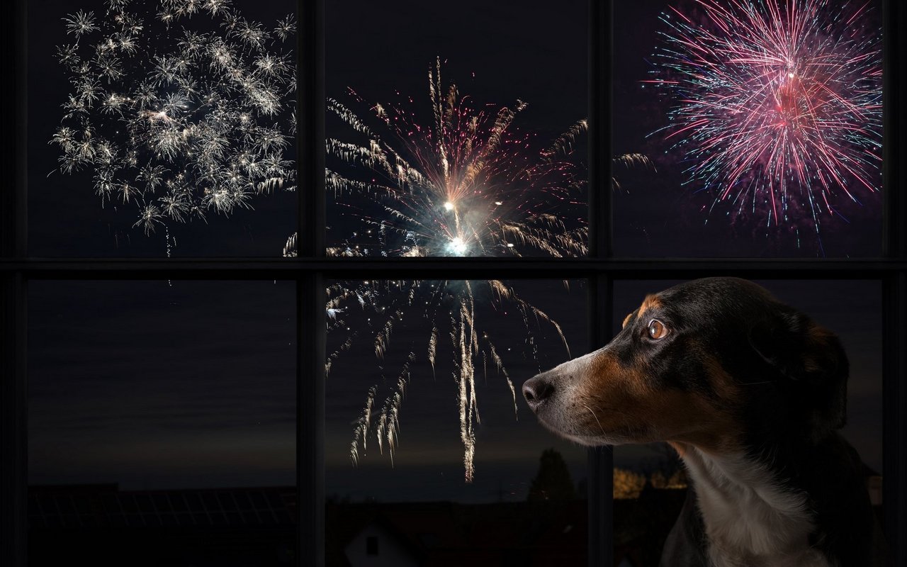 Feuerwerk löst in den Tieren Stress aus. 