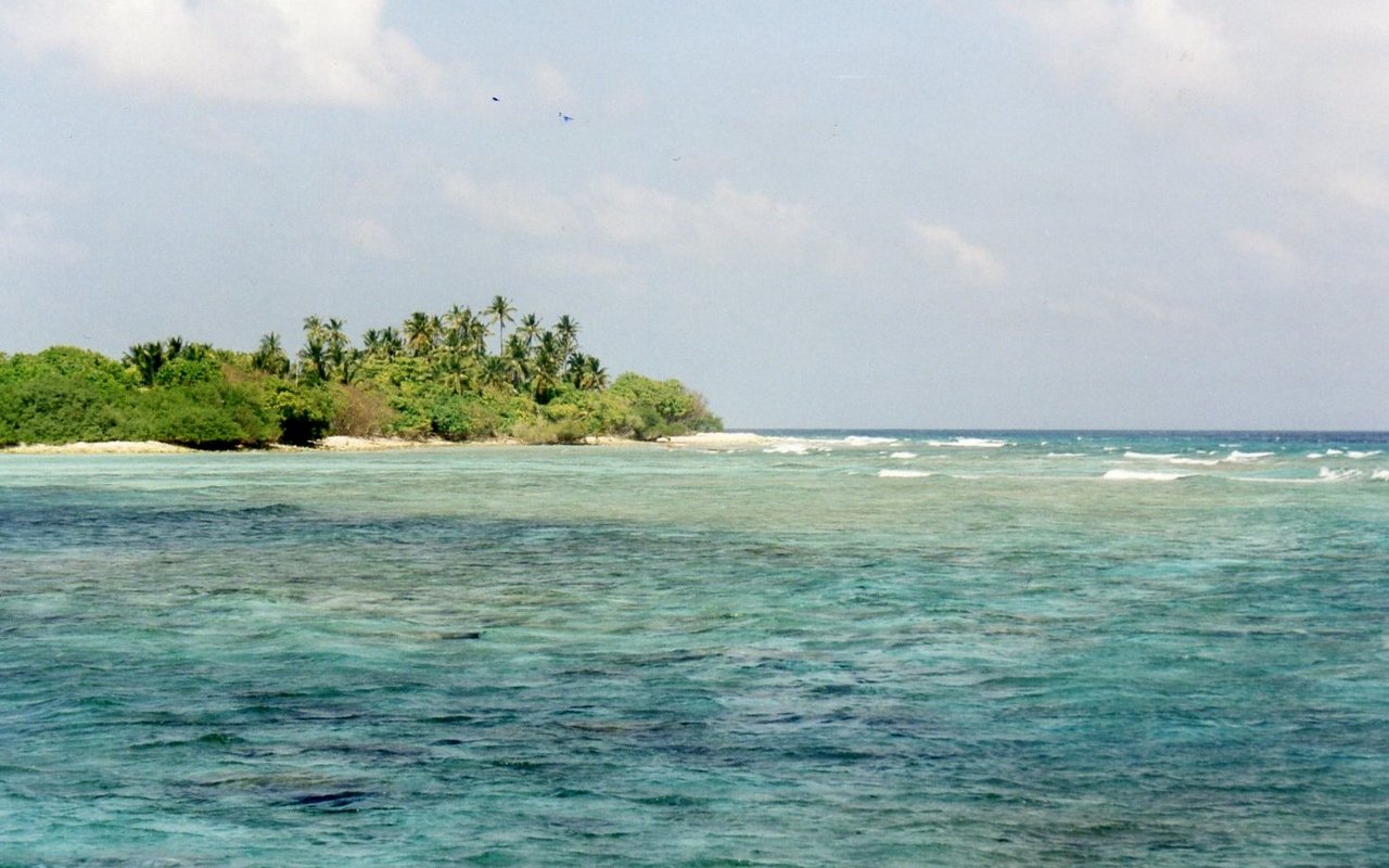 Kokospalmen auf den Malediven. Die Kokospalme wurde auch durch den Menschen weltweit verbreitet. 
