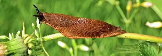 Schnecke auf Stängel