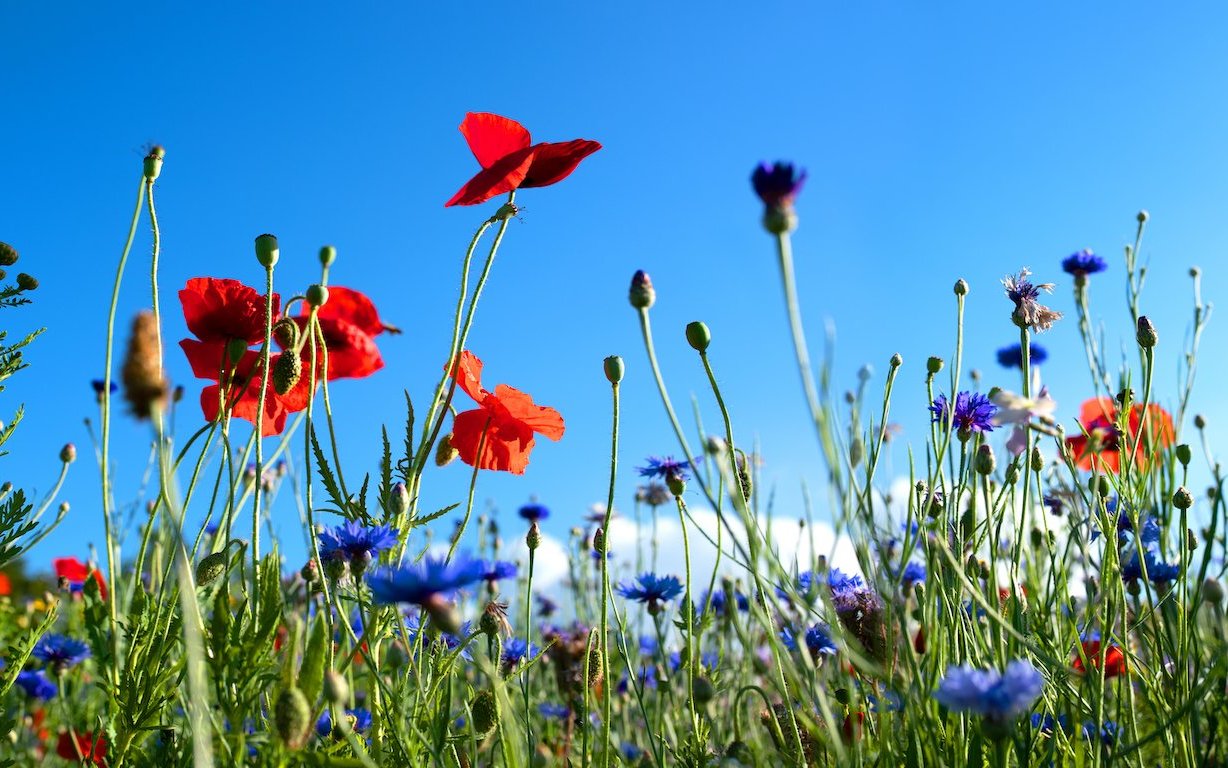 Egal, ob am Boden oder in der Luft, Insekten machen den Grossteil der Fauna einer Frühlingswiese aus. 