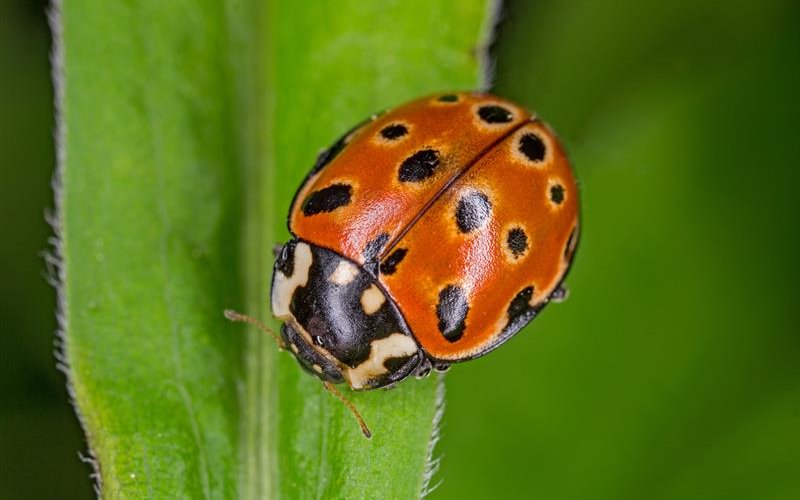 Der «Anatis ocellata» gehört zu den heimischen Arten und sieht dem asiatischen Verwandten am ähnlichsten.