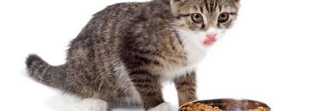 junge-katze-napf-s.jpg