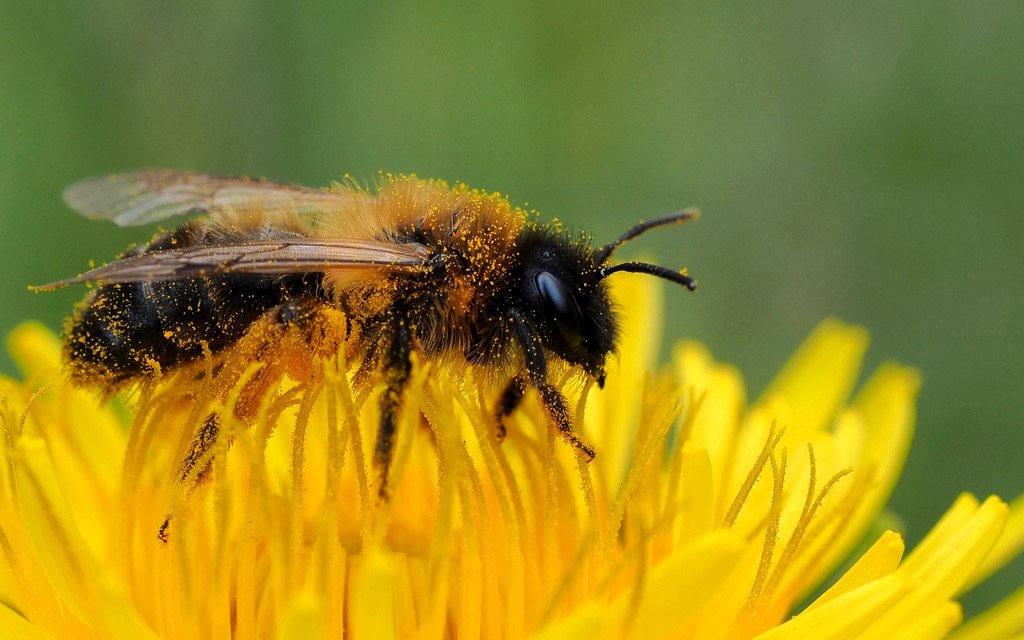 Nisthilfen bringen kaum etwas, wenn in ihrer unmittelbaren Nähe keine Nahrungspflanzen für die Bienen wachsen. 