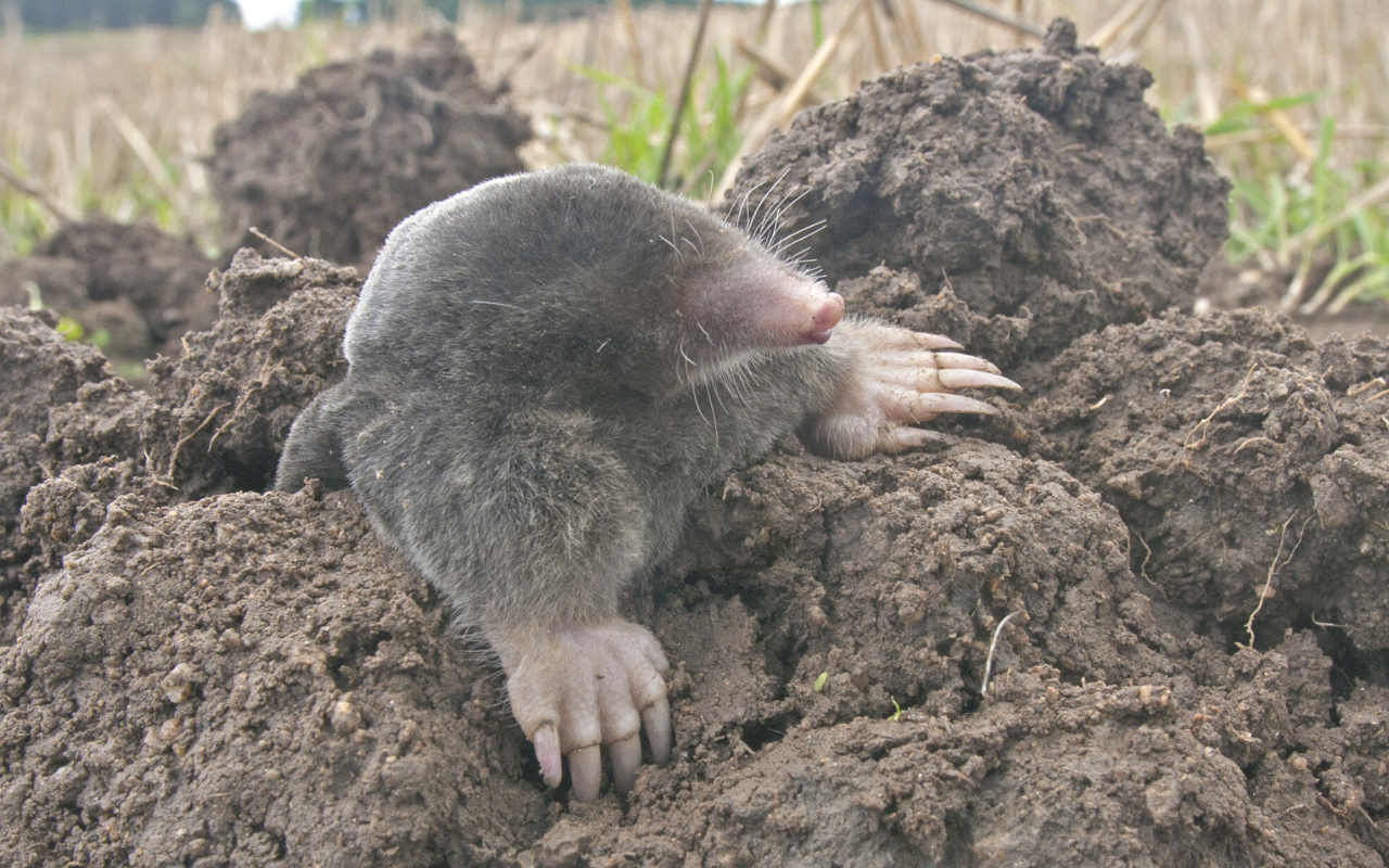 Maulwürfe legen in der Erde grosse Tunnelsysteme an, in denen sie Regenwürmer und Insekten sowie deren Larven jagen. 