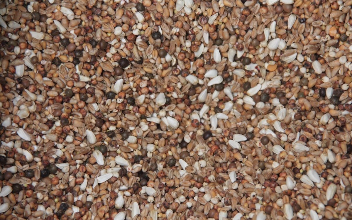 Geeignetes Körnerfutter für Lachtauben. 