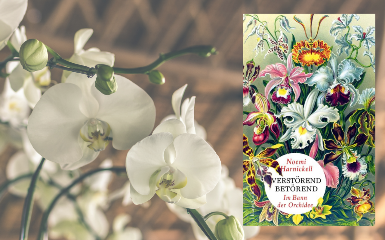 Das Buch von Noemi Harnickell "Verstörend betörend – Im Bann der Orchidee» ist als Hardcover erhältlich und umfasst 240 Seiten. Es ist bei Orell Füssli für 31.90.- erhältlich. 