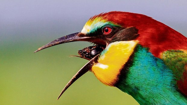 Bienenfresser erbeuten mit ihren dünnen Schnäbeln nicht nur Fluginsekten, sondern sie graben auch die Nisthöhlen. 
