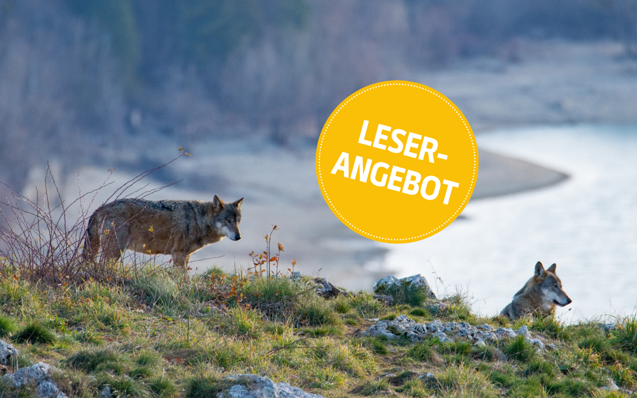 Mit etwas Glück sehen Sie Wölfe.