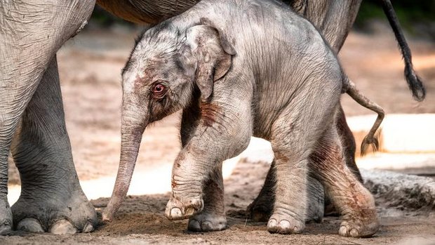 Zürcher Elefantenbaby Umesh.