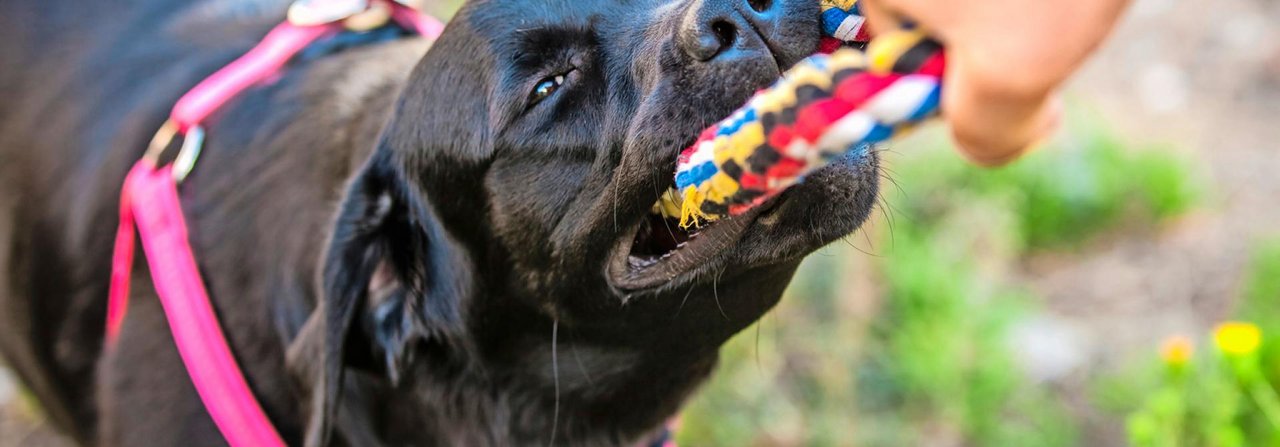 Wer ist stärker? Egal, wichtig ist für den Hund das gemeinsame Spiel.