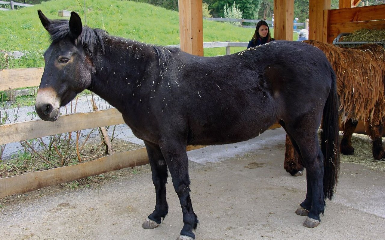 Das Maultier ist eine Mischung aus Pferd und Esel. Die Mutter ist eine Pferdestute und der Vater ein Eselhengst. 