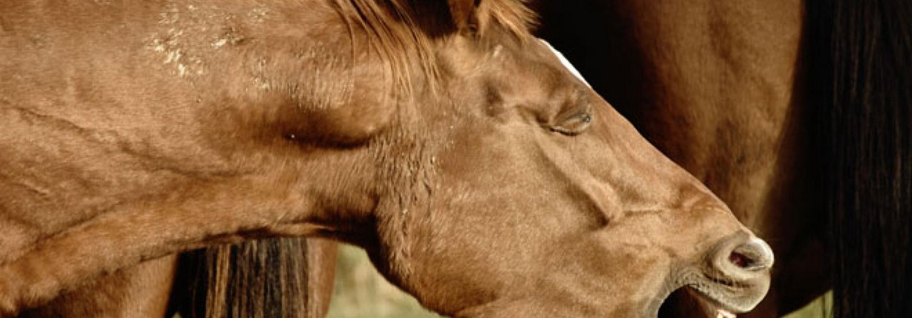 Husten beim Pferd ist immer ein Alarmzeichen, das ernst genommen werden muss.