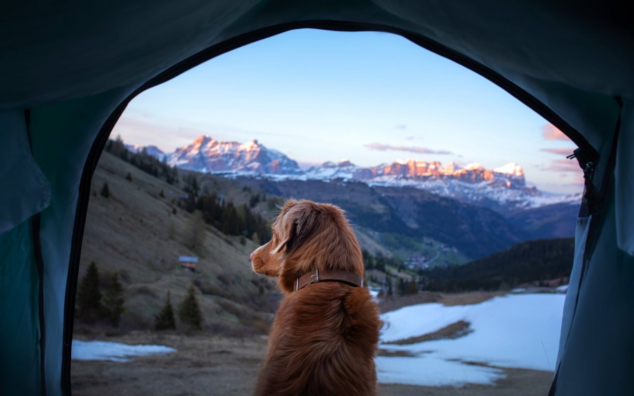 Aufwachen in den Bergen und mit dem Hund den Sonnenaufgang geniessen.