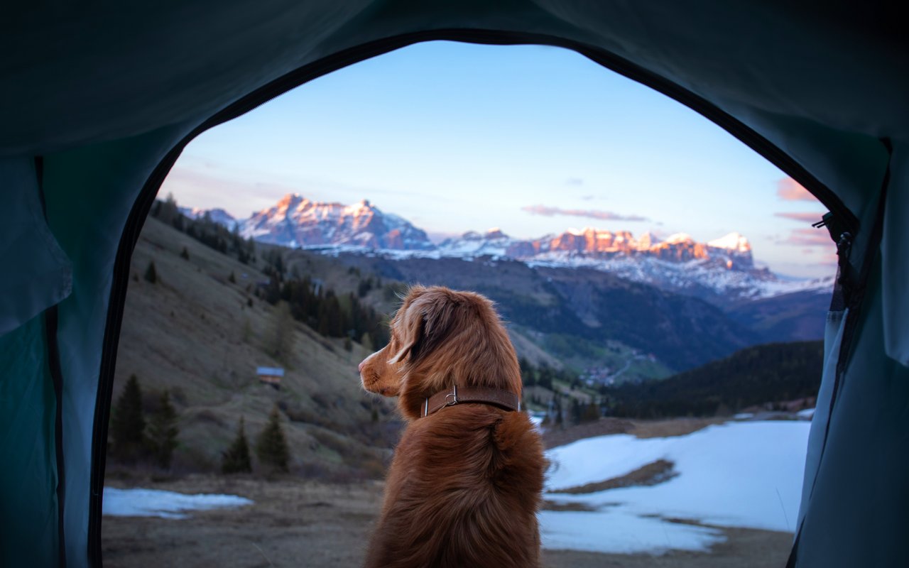 Aufwachen in den Bergen und mit dem Hund den Sonnenaufgang geniessen.