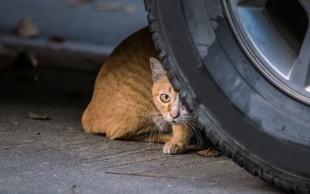 Es leben über 100'000 streunende Katzen in der Schweiz.