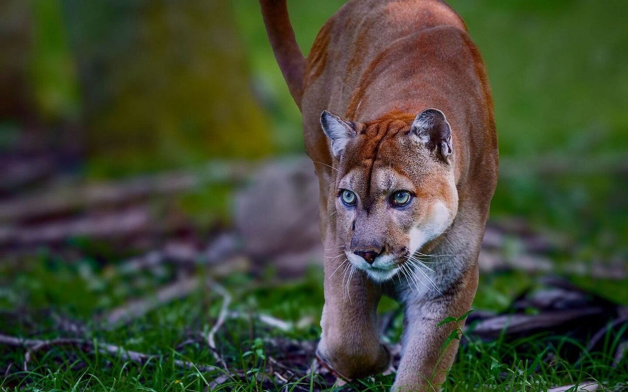 Der Florida-Panther gehört zu einer der meistbedrohten Tierarten unseres Planeten.