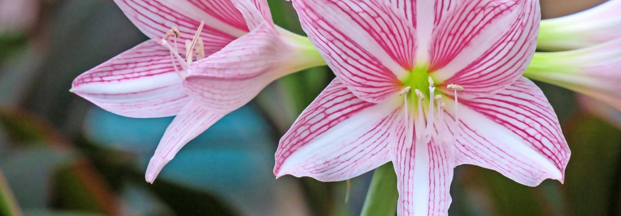 Mit ihren prachtvollen Blüten passt die Amaryllis perfekt zu Weihnachten.