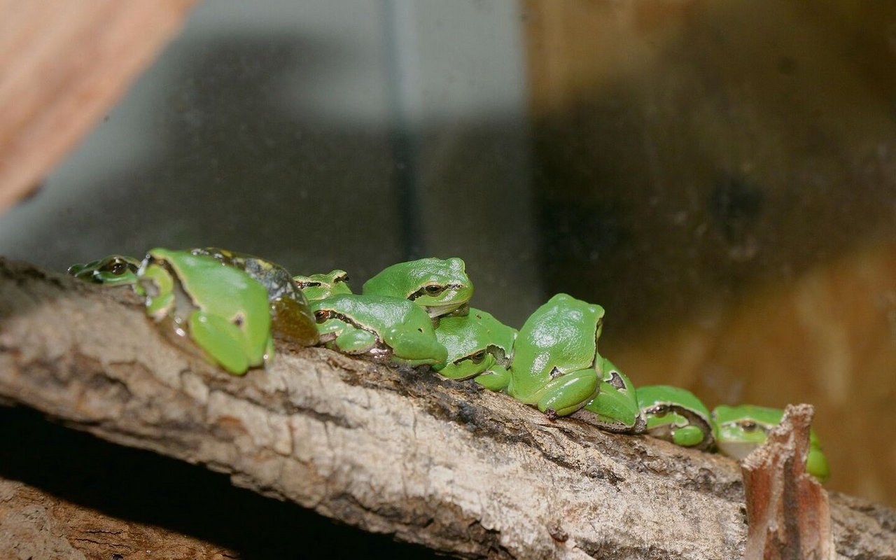 Eine Ansammlung von Laubfröschen im Terrarium des Natur- und Tierparks Goldau.