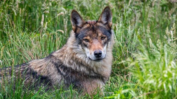 Wolf liegt im Gras