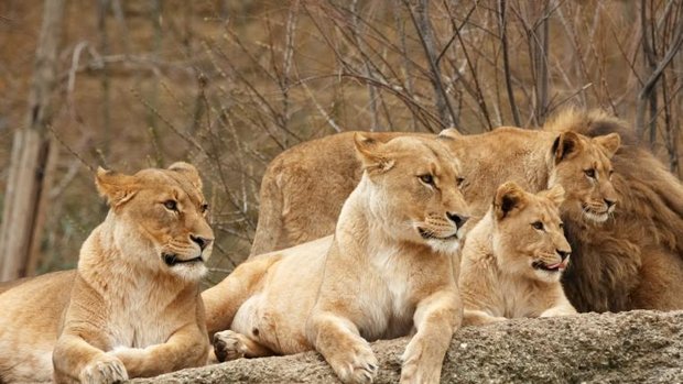 Loewen im Zoo Basel