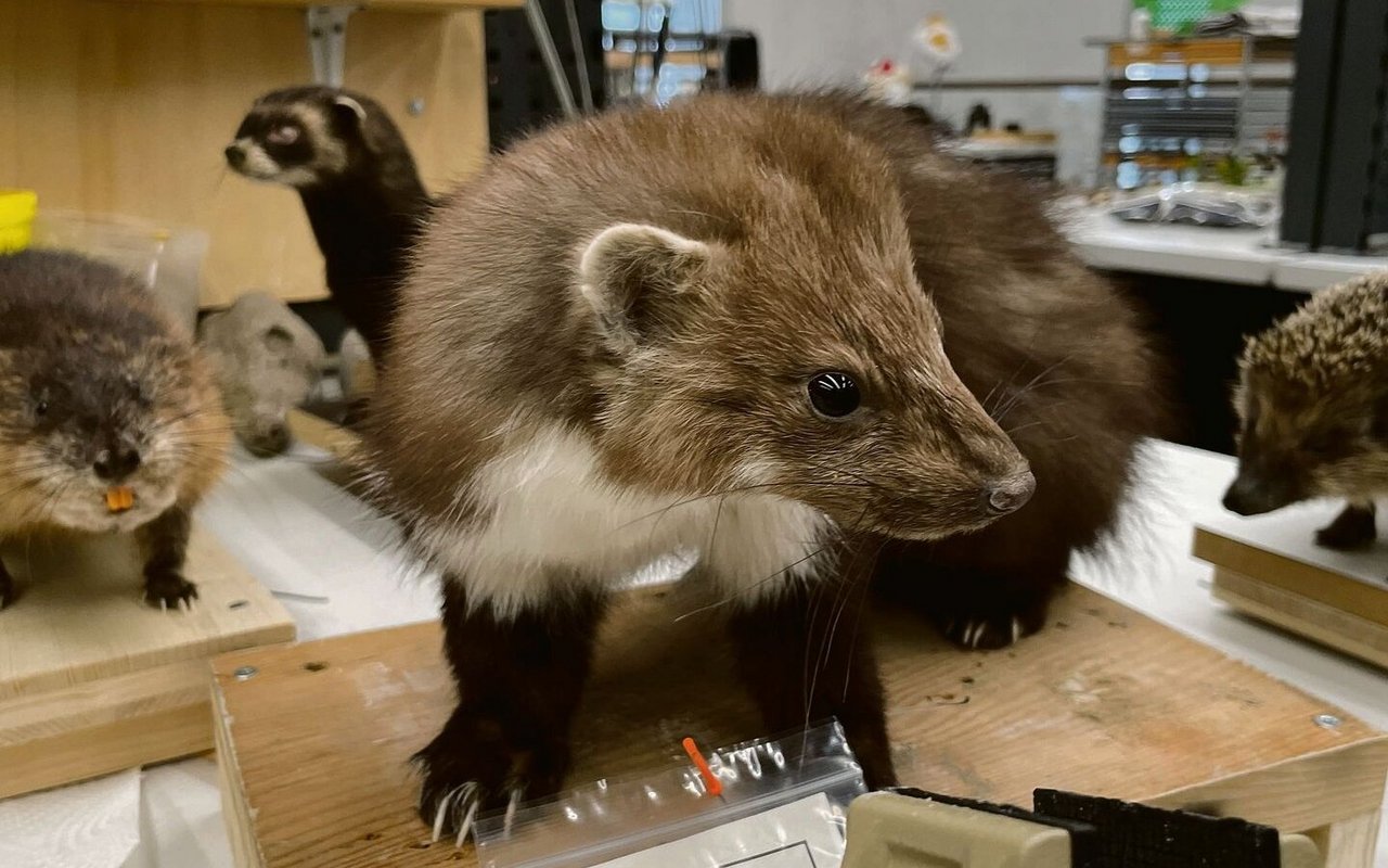 Die präparierten Tiere wirken lebensecht und kommen in die Ausstellung. 