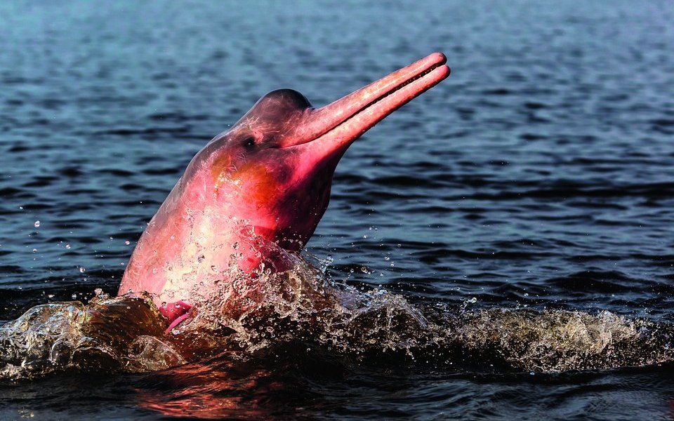 Amazonasflussdelfine springen häufig bogenartig aus dem Wasser, um Luft zu holen. 