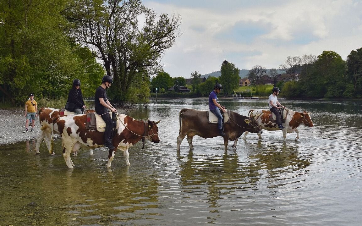 Die Kühe geniessen ihre Kneippkur im Rhein.