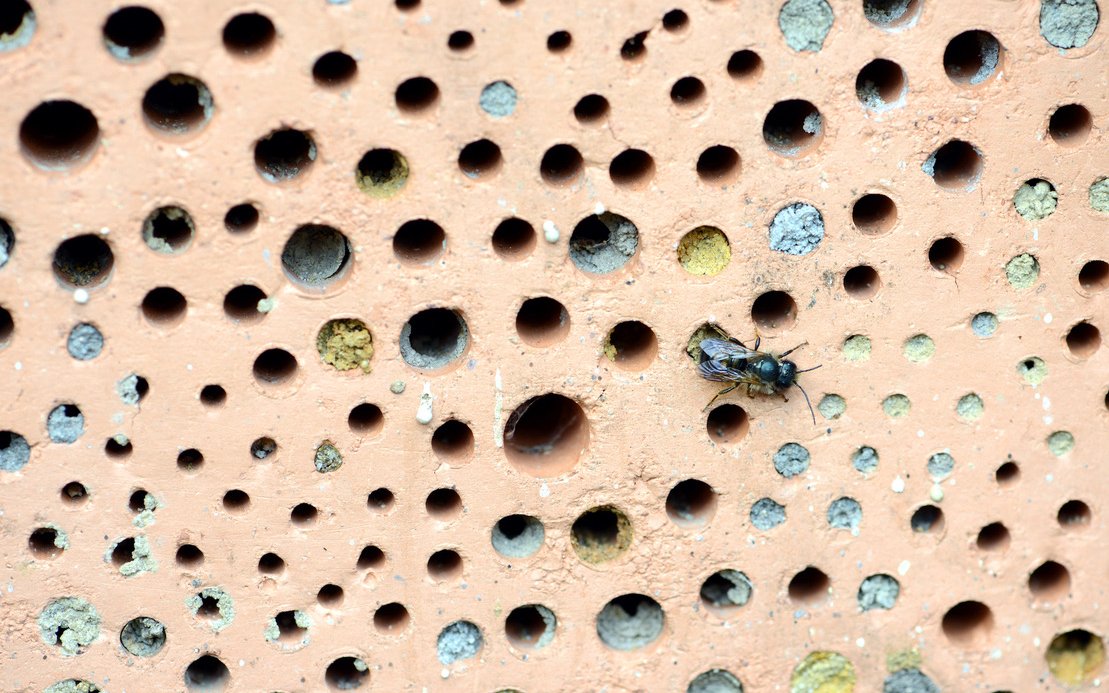 Die Nisthilfe kann auch aus Ton bestehen und wird gerne von den Bienen angenommen.