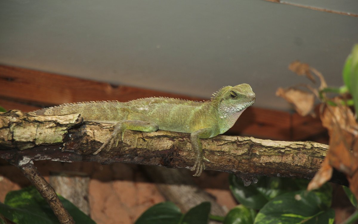 Die Wasseragame lebt in einem Terrarium, das so gross wie ein Zimmer ist. 