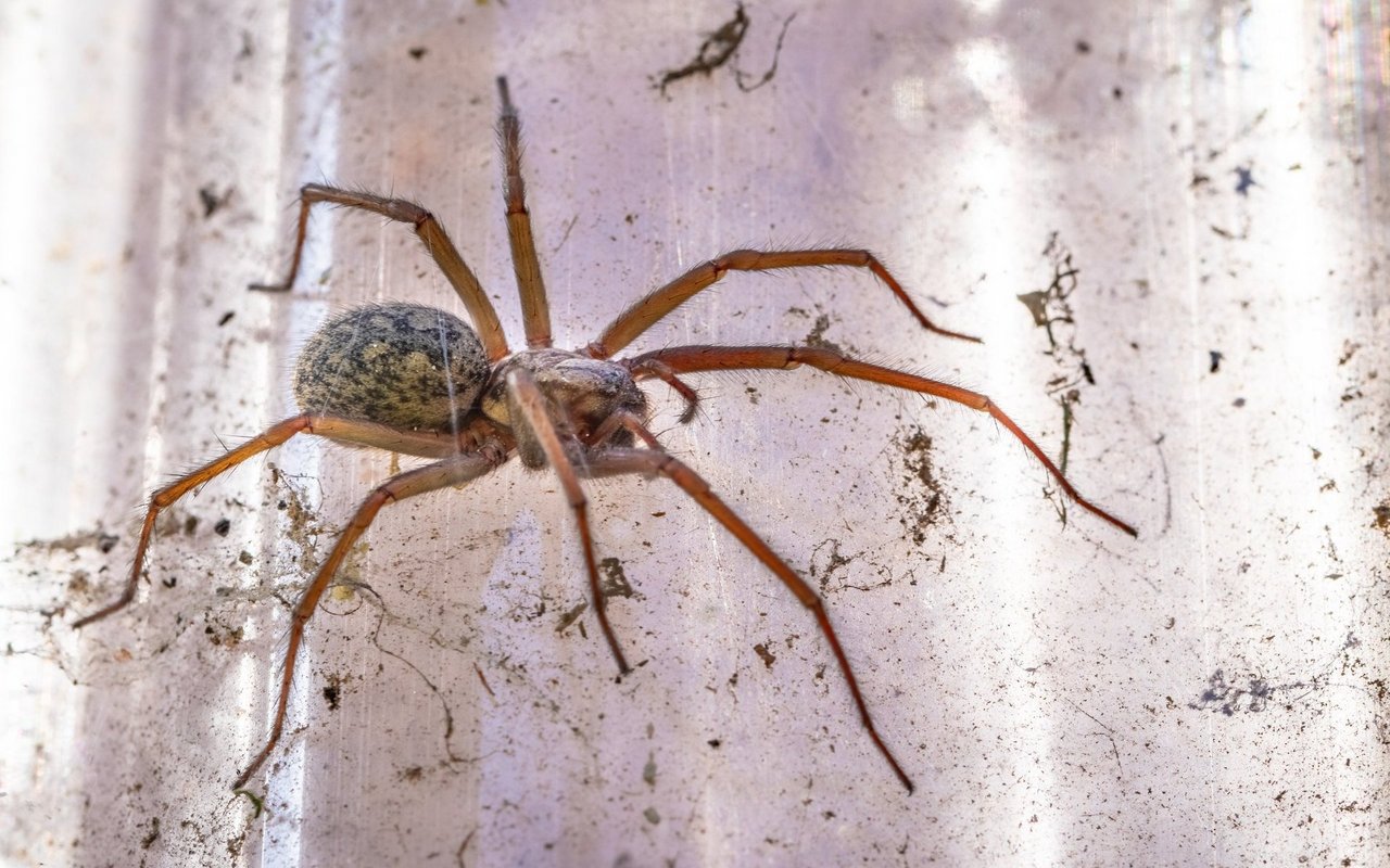 Die Hauswinkelspinne ist die kleinere Verwandte der Grossen Winkelspinne und hat eine ähnliche Lebensweise. 