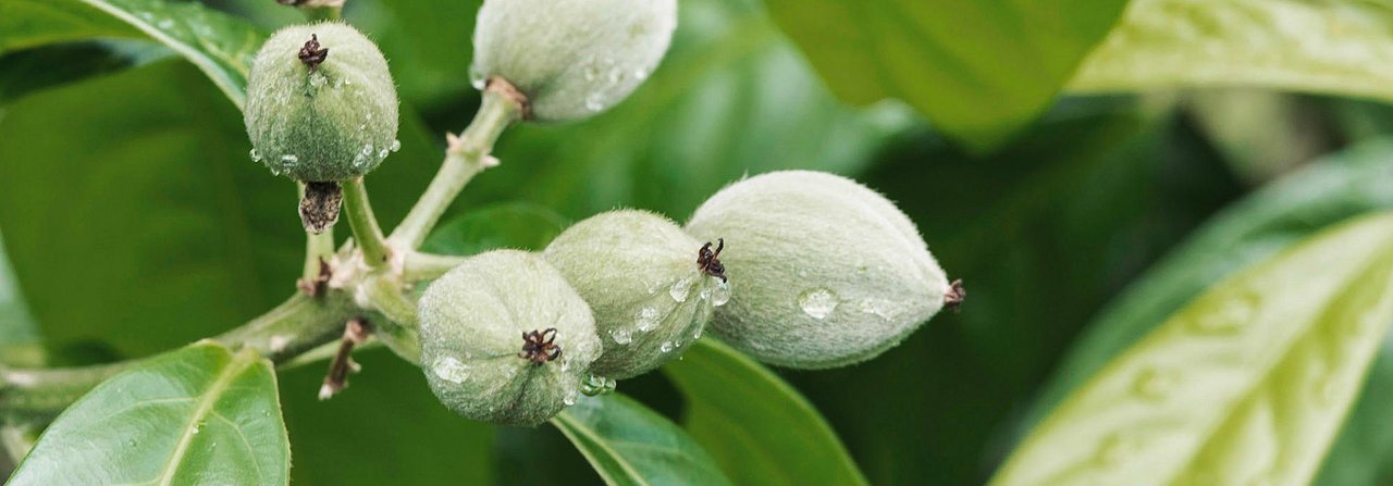 Aus den Samen des Blushwood Trees wird ein Wirkstoff gewonnen, der gegen Mastzelltumore wirkt.