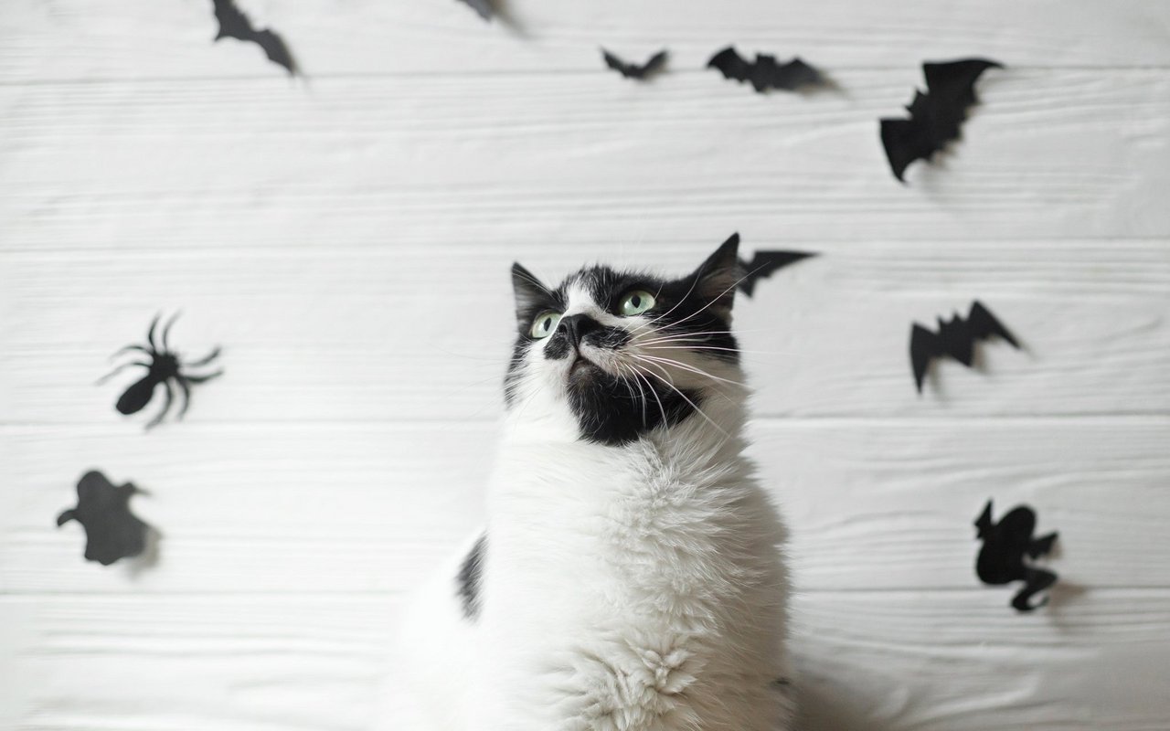 Katzen mögen zum Teil keine Veränderungen wie zum Beispiel Halloween-Dekoration.
