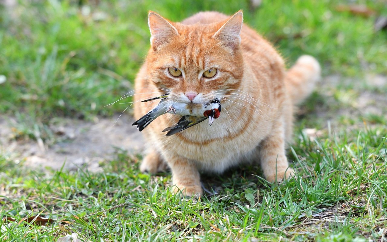 Katzenspeichel ist hochinfektiös. Bisse und Kratzer können unbehandelt zu einer Blutvergiftung führen.