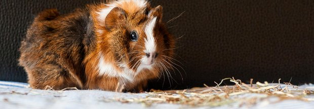 Meerschweinchen draussen im Schnee