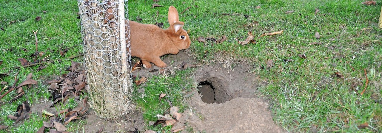 In Freilaufgehegen graben Kaninchen gerne. Diese Zibbe schaffte in zwei Tagen mühelos über einen Meter.