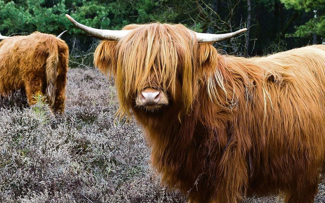 Highland Cattle: Britischer Exportschlager seit über einem Jahrhundert, bekannt für ihre Robustheit und auffälligen Hörner.
