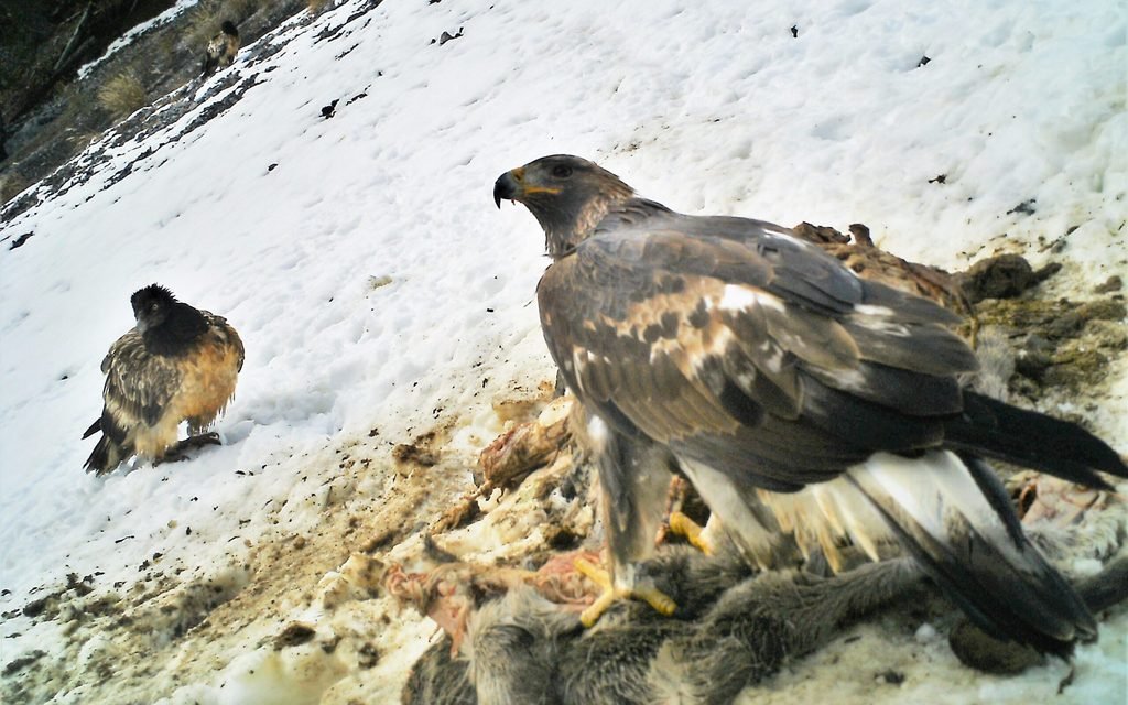 Steinadler und Bartgeier haben nicht exakt dieselben Vorlieben bei der Futtersuche, aber sehr ähnliche.